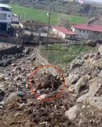 Kuvvetli rüzgar nedeniyle kopan elektrik telinin üzerlerine düştüğü 2 inek öldü