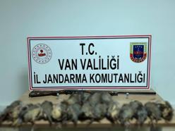 Kaçak avcıya 87 bin TL ceza kesildi; araçta 17 ölü kınalı keklik ele geçirildi