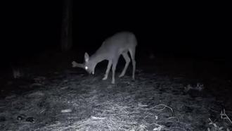 Ganos Dağı'ndaki yaban hayatı fotokapana yansıdı