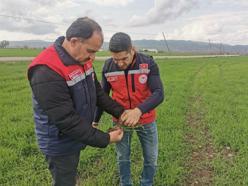 Sağanağın ardından tarım alanlarında inceleme