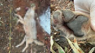 Fethiye'de aracın çarpması sonucu ölen kurt, TÜBİTAK projesine ışık tutacak