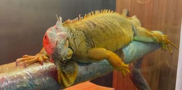 Kaçak yollarla getirilen egzotik hayvanlar muhafazaya alındı