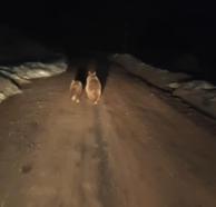 Siirt’te köy yoluna inen ayı ve yavrusu kamerada