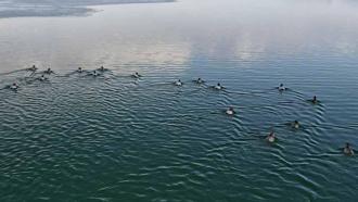 Nazik Gölü'nün buz tabakası çözüldü; yabani ördekler suya döndü