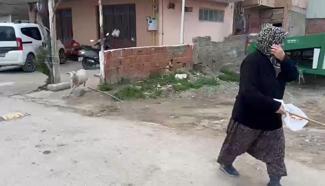 Kuzu 'Çorap', yanından ayrılmadığı sahibi ile pide sırasına giriyor/Ek fotoğraflar