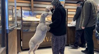 Kuzu 'Çorap', yanından ayrılmadığı sahibi ile pide sırasına giriyor