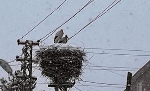 Ardahan'a erken gelen leylekler kara yakalandı
