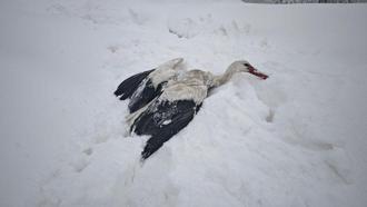 Yuvasından düşüp, kanatları donan leyleği kurtardı