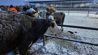 Kış şartları, Türkiye'nin en büyük hayvan pazarını olumsuz etkiledi