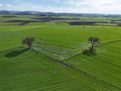 Edirne'de yağışların ardından doğru tarım uygulamalarıyla yüksek rekolte bekleniyor