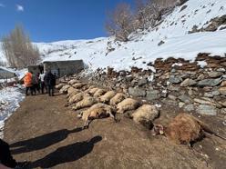 Ahırda çıkan yangında 67 küçükbaş ile 1 inek öldü