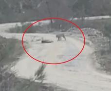 Vaşak, yaralı karacayı yerken görüntülendi