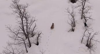 Karlı dağlarda vaşak dronla görüntülendi