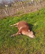 Tarlasına giren husumetlisinin danalarını av tüfeğiyle vurarak öldürdü