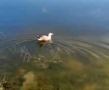 ‘Bulut’ isimli yaralı martı, bakımının ardından doğaya bırakıldı