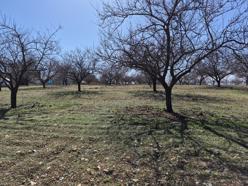 Zirai dondan etkilenen kayısıda bu yıl yüksek verim bekleniyor