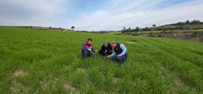 Osmaniye’de ekili alanlarda bitkisel gelişim süreci takip ediliyor