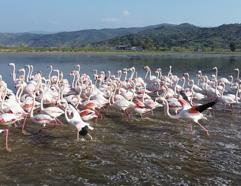 Büyük Menderes’teki taşkın nedeniyle tarlalar su altında kaldı; flamingolar bölgeye akın etti