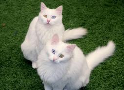 Van Kedi Villası'nın, yeni üyeleri için hazırlıklar başladı