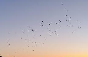 Karga ve sığırcıklar, gökyüzünde görsel şölen oluşturdu