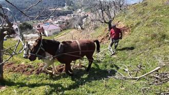 Aydın'da günlük 8 bin TL'ye at ile çift sürecek işçi bulunamıyor