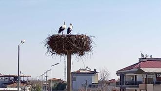 Sümer Mahallesi'ne baharın müjdecisi olan yılın ilk leylekleri geldi