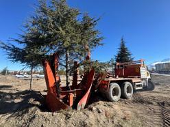 Büyükşehir Belediyesi, Kartal Kavşağı Projesi öncesi ağaçları taşıyor