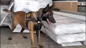 Narkotik köpeği Jardi, ocak ayının en başarılısı seçildi