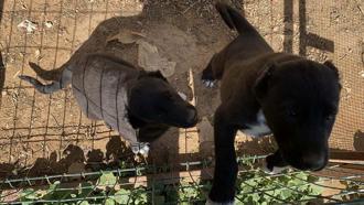 Kulakları kesilen yavru köpeklerin 30-40 bin liraya satıldığını söyleyerek şikayetçi oldu