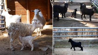 Mini hayvanat bahçesinde yavru sevinci