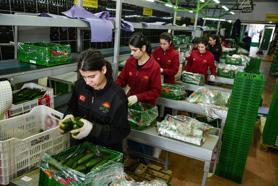 İran savaşı sonrası Türkiye'den Rusya'ya sebze ihracatı arttı