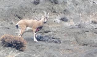 Yaralı dağ keçisini görüntüleyen aile hekimi: Tetiğe değil, deklanşöre basalım