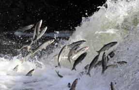 İnci kefali göçünün en çok izlendiği Deliçay'da su seviyesi yükseldi