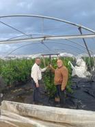 Mersin'de dolu ve fırtına seraları vurdu