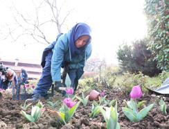 Osmangazi’de yıl boyunca 470 bin çiçek dikilecek