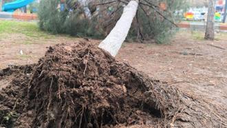 Gercüş’te sağanak ve rüzgar: Yollar suyla doldu, ağaçlar devrildi