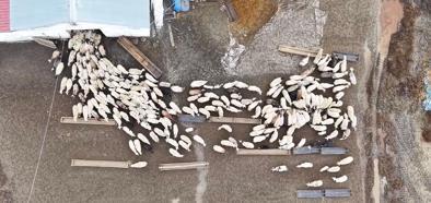 Kuzular anneleri ile buluştu, o anlar dron kamerasıyla görüntülendi