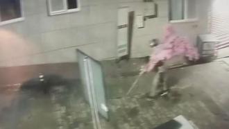 Camı açamayan hırsız, kapıdaki değerli süs ağacını söktü; o anlar kamerada