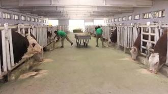 Malatya TİGEM'de şap hastalığı; bölge karantinada