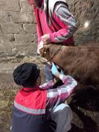 Edirne’de şap hastalığına karşı çalışmalar sürüyor