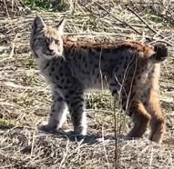 Ormanın hayaleti vaşağın çığlığı kamerada