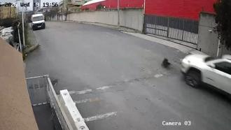 Avcılar’da cip sürücüsü köpeği ezdi yoluna devam etti