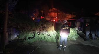 Rüzgar ağacı devirdi, elektrik telleri koptu