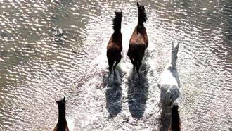 Kızılırmak Deltası’nda yılkı atları dronla görüntülendi