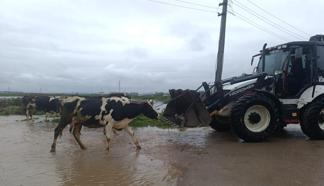 Bursa'da sağanak ve fırtına; büyükbaşlar iş makineleriyle kurtarıldı