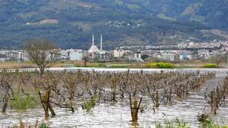 İkinci kez sular altında kalan Gediz Ovası'ndaki bağlarda kök çürümesi tehlikesi