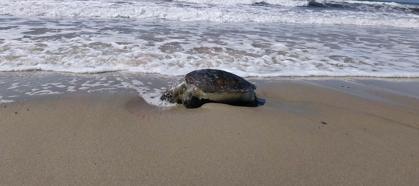 Kuşadası’nda bir ölü deniz kaplumbağası daha sahile vurdu; sayı 8’e çıktı
