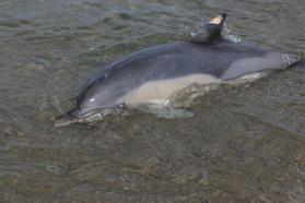 Trabzon'da ölü yunus sahile vurdu
