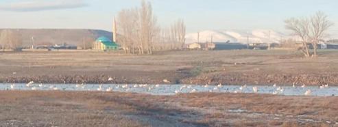 Sınır köyü Küçük Aküzüm, göçmen kuşları misafir ediyor