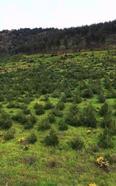 Hatay'da yeşil vatan koruma altında